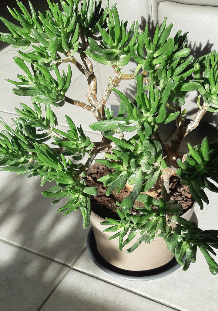 Crassula ovata, Plante succulente, Plein soleil, Moins de 100 cm, Enlèvement