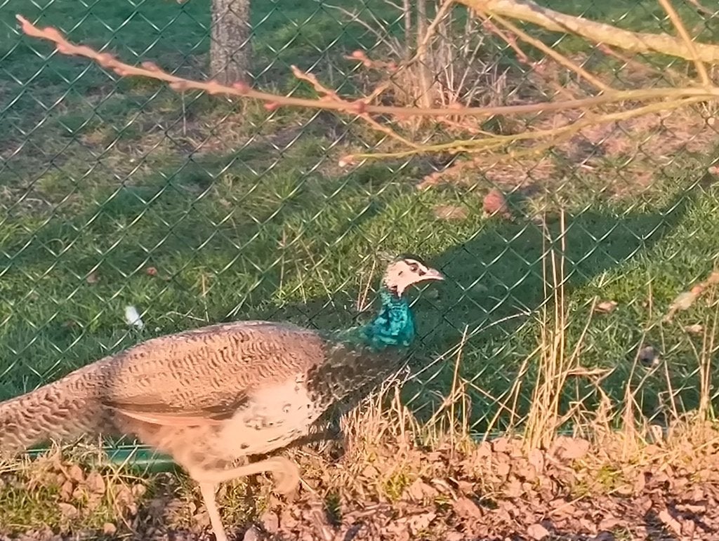 Blauwe pauwen, Animaux & Accessoires, Volatiles, Mâle, Autres espèces
