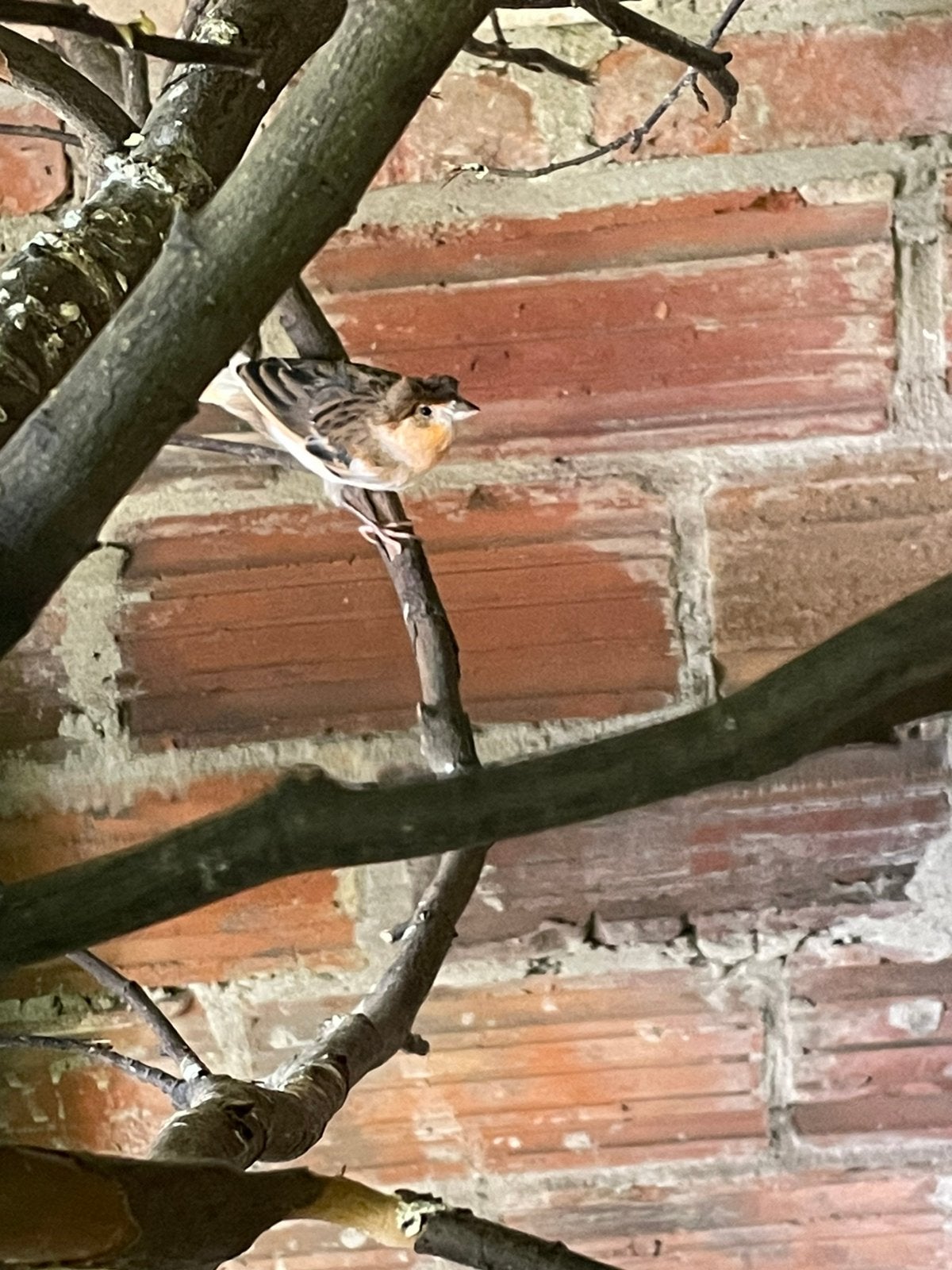 Kanarie man, Dieren en Toebehoren, Vogels | Kanaries