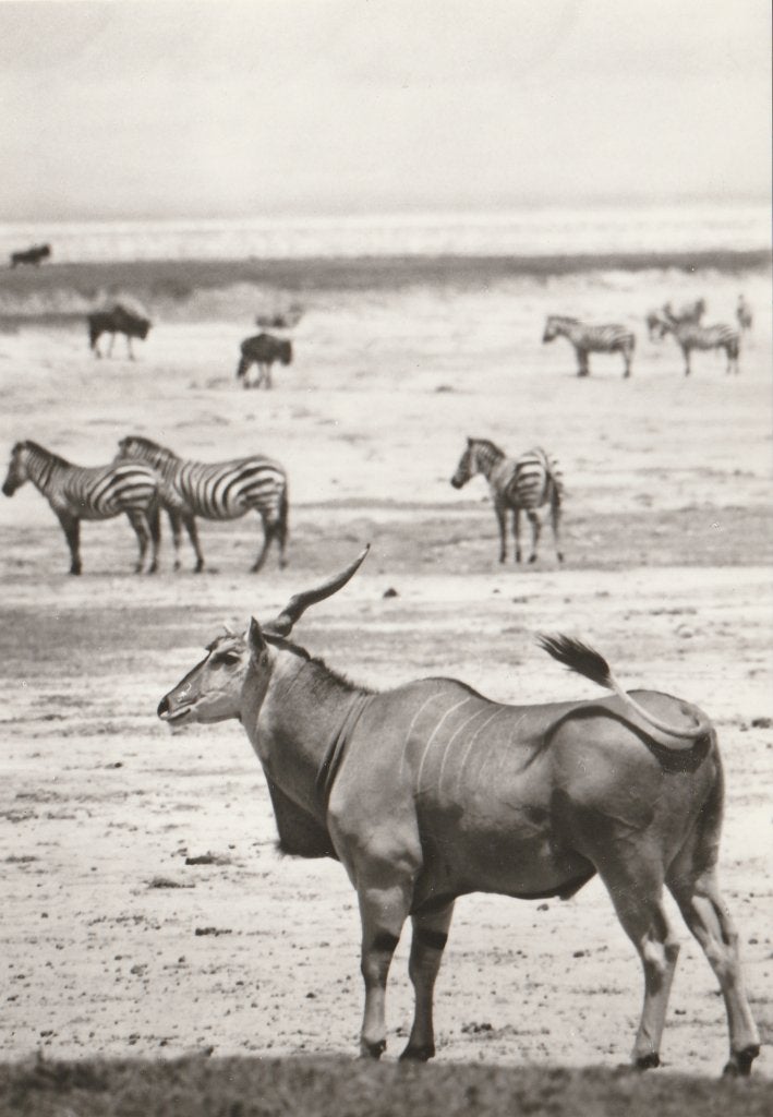 ELANDANTILOPE en BOHM-ZEBRA'S, Collections, Cartes postales | Animaux, Envoi, Non affranchie, Animal sauvage