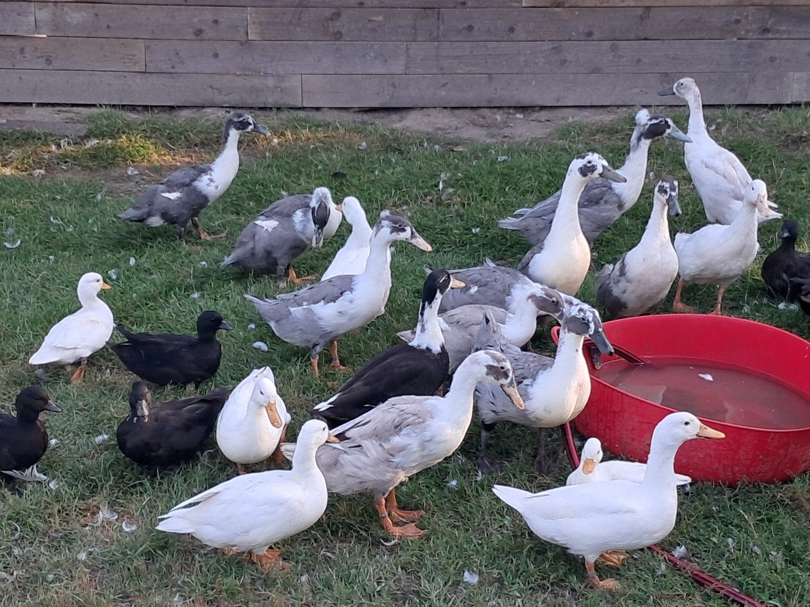 Huttegemse eenden, Dieren en Toebehoren, Pluimvee