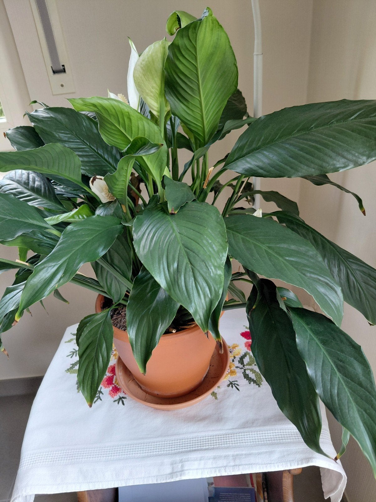 Kamerplant lepelplant, Ophalen