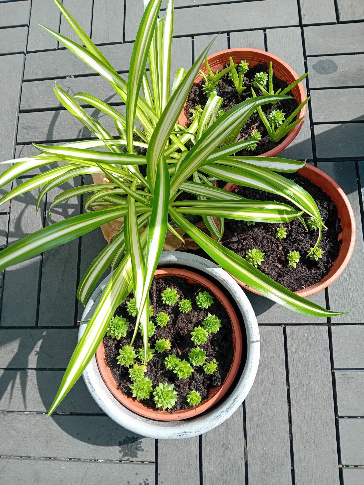 Plante araignée, Tuin en Terras, Planten | Tuinplanten, Ophalen