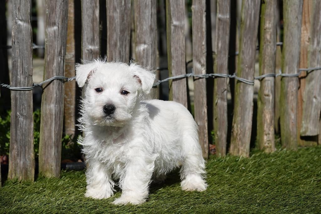 West highland white terriër pups (westie, 100% belgisch), Parvo, België, Overige rassen, 8 tot 15 weken