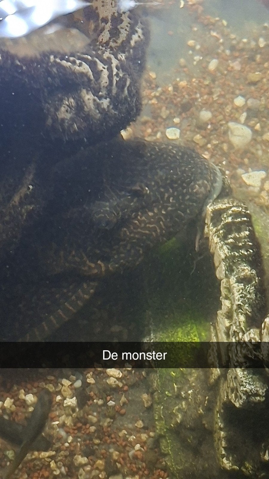 ( LAGE PRIJS IN DE BESCHRIJVING) plecos & guppies moeten weg, Dieren en Toebehoren, Vissen | Aquariumvissen, Vis, Zoetwatervis