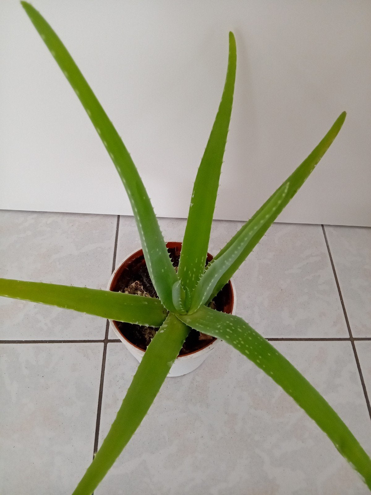 aloevera, Tuin en Terras, Ophalen
