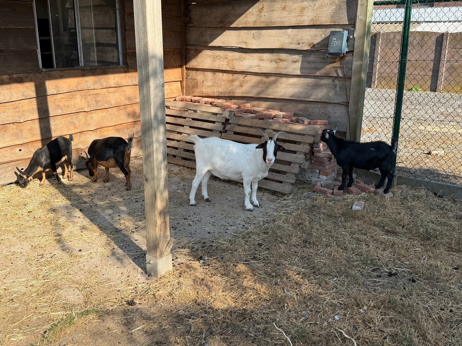 Mooie geitjes, Dieren en Toebehoren, Geit