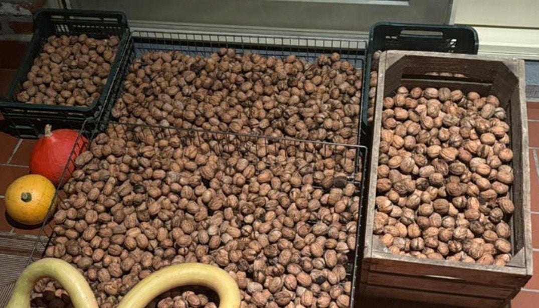 Noix sèches 34 kg, Enlèvement