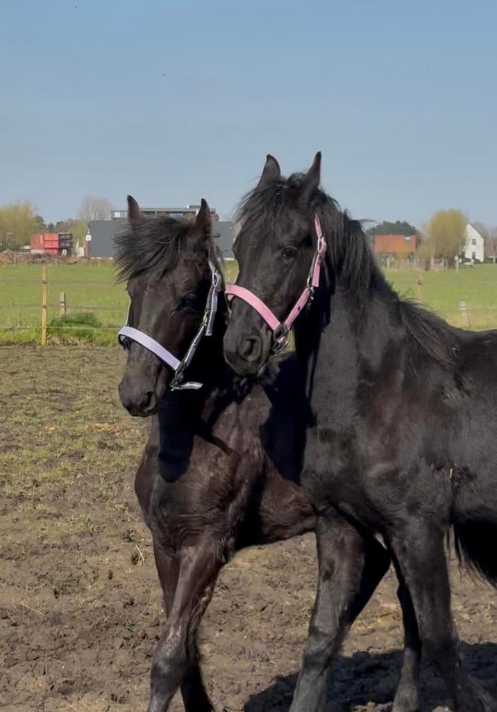 Friese veulens, Dieren en Toebehoren, Merrie, Niet van toepassing