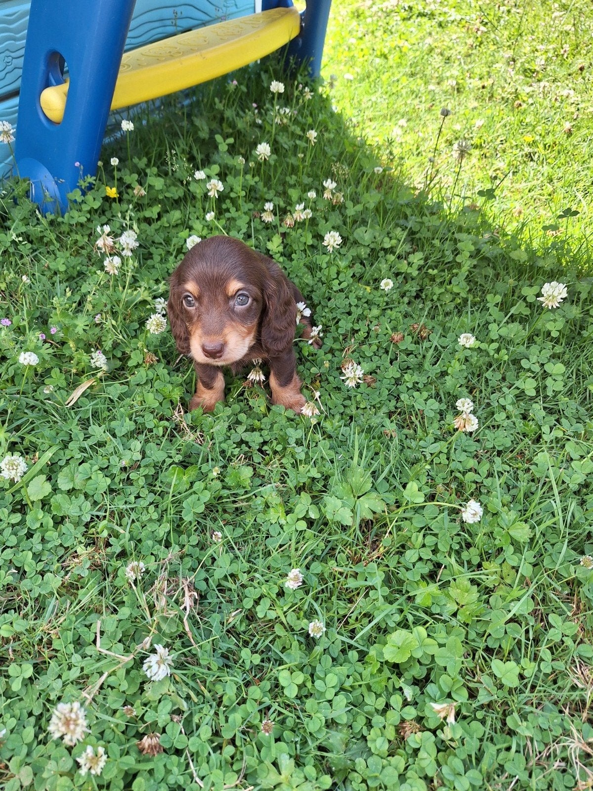 Langharige dwergteckel pups, Dieren en Toebehoren, Parvo, België, 8 tot 15 weken, Dwerg
