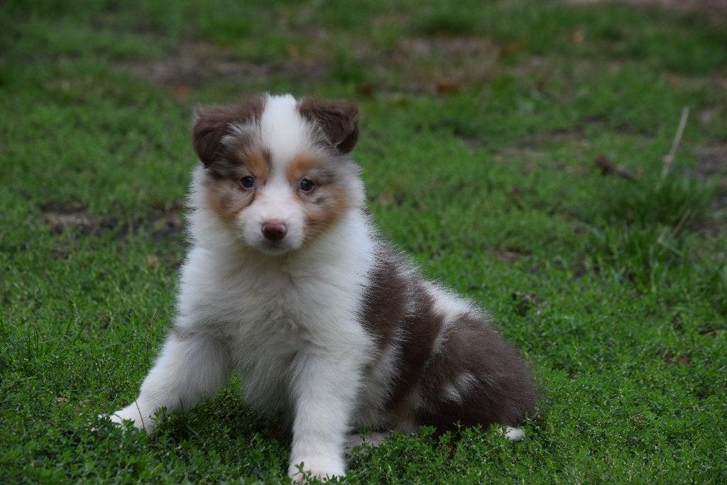 Border collie pups, tricolor en chocolate-merle/tan, België, CDV (hondenziekte), 8 tot 15 weken, Collie