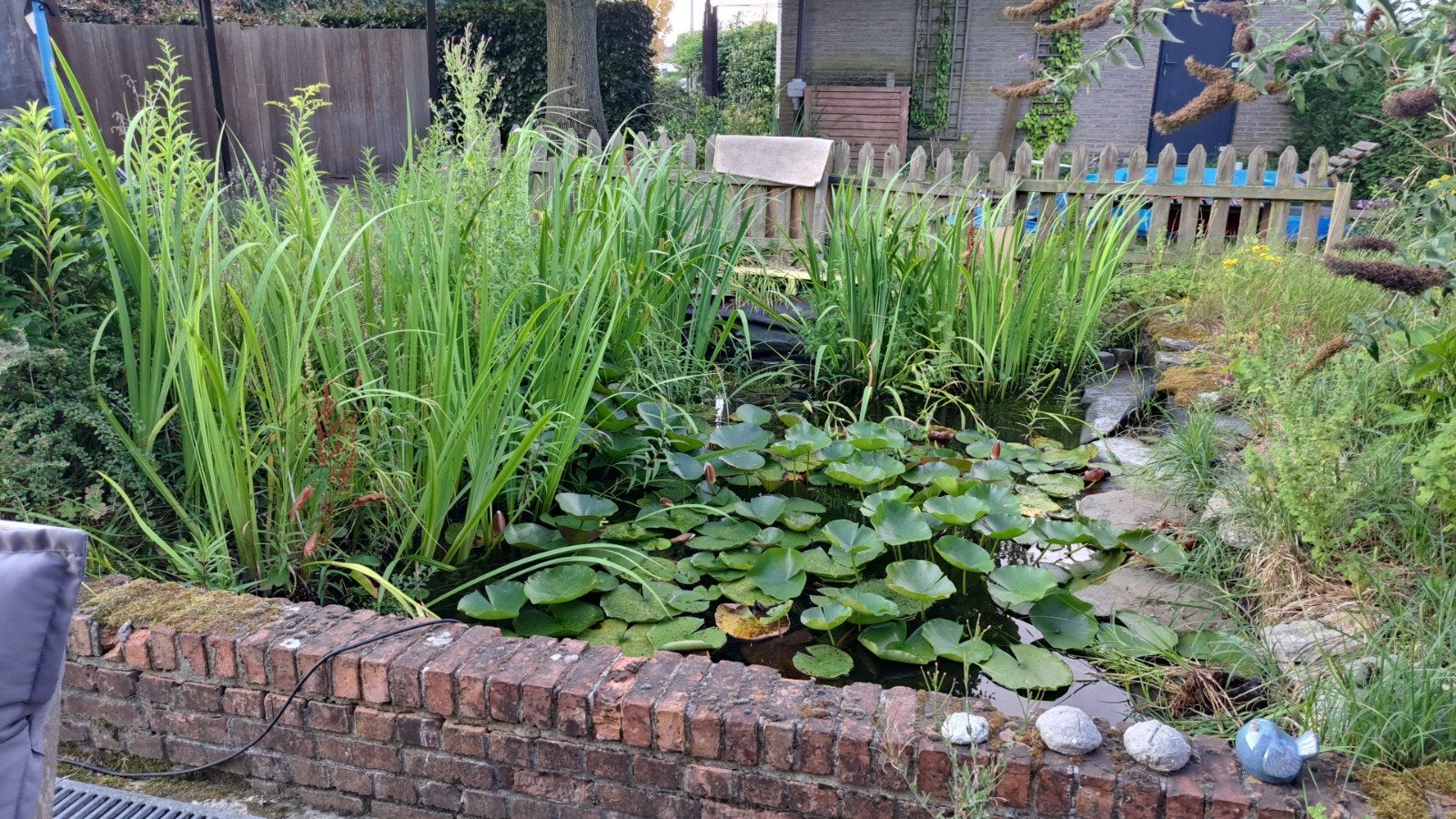 Vijverplanten - op te halen, Ophalen, Tuin