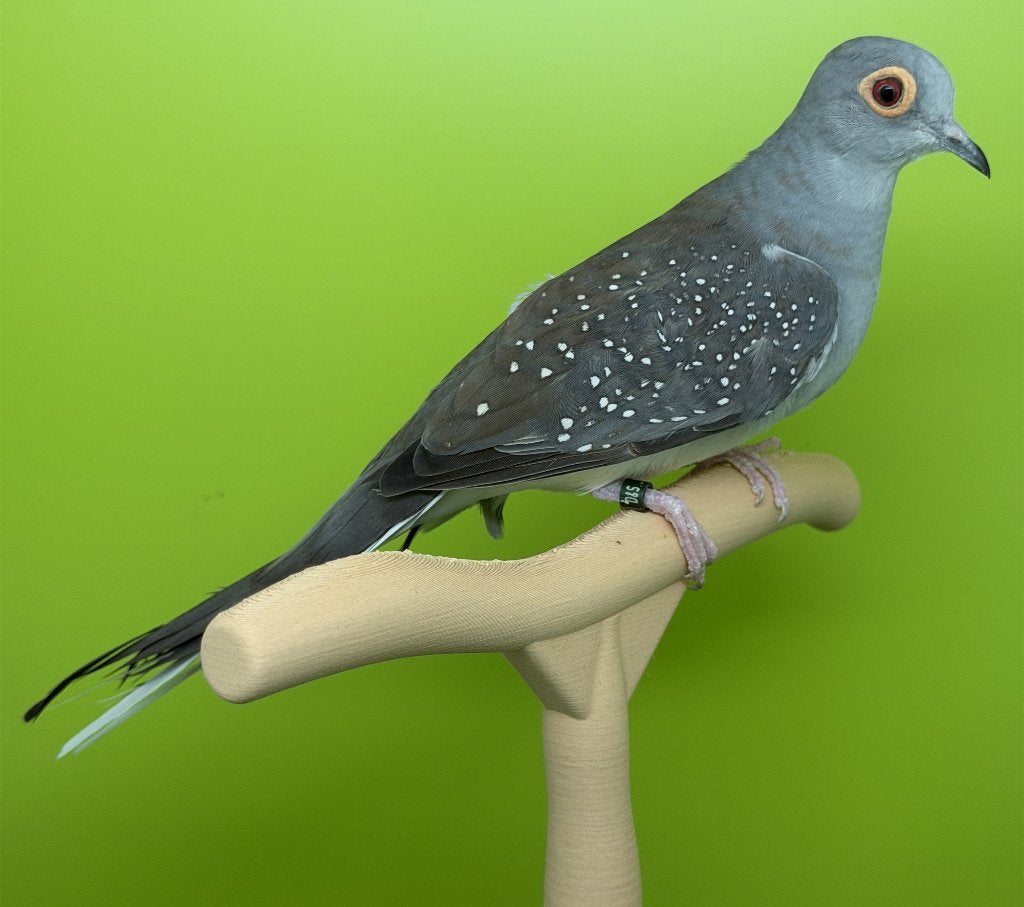 Diamantduif van 2026 - man, Dieren en Toebehoren, Mannelijk, Overige soorten