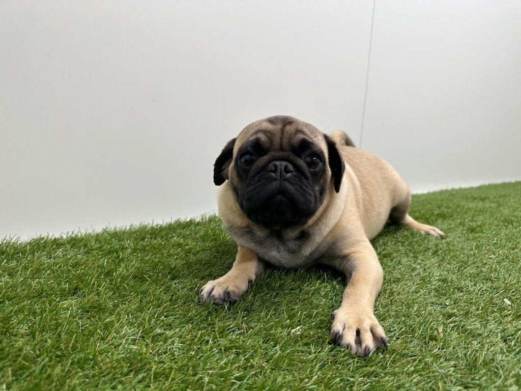 Mopshond puberpup
