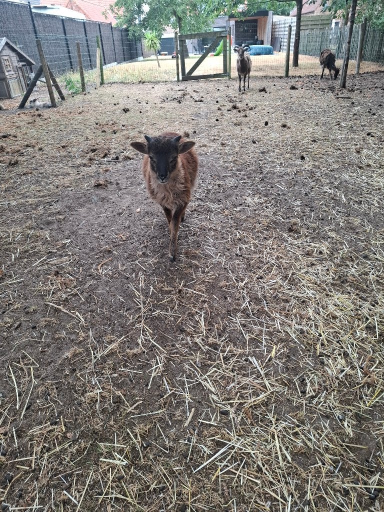 Soay schapen, Dieren en Toebehoren, Schapen, Geiten en Varkens, Schaap, Mannelijk, 0 tot 2 jaar