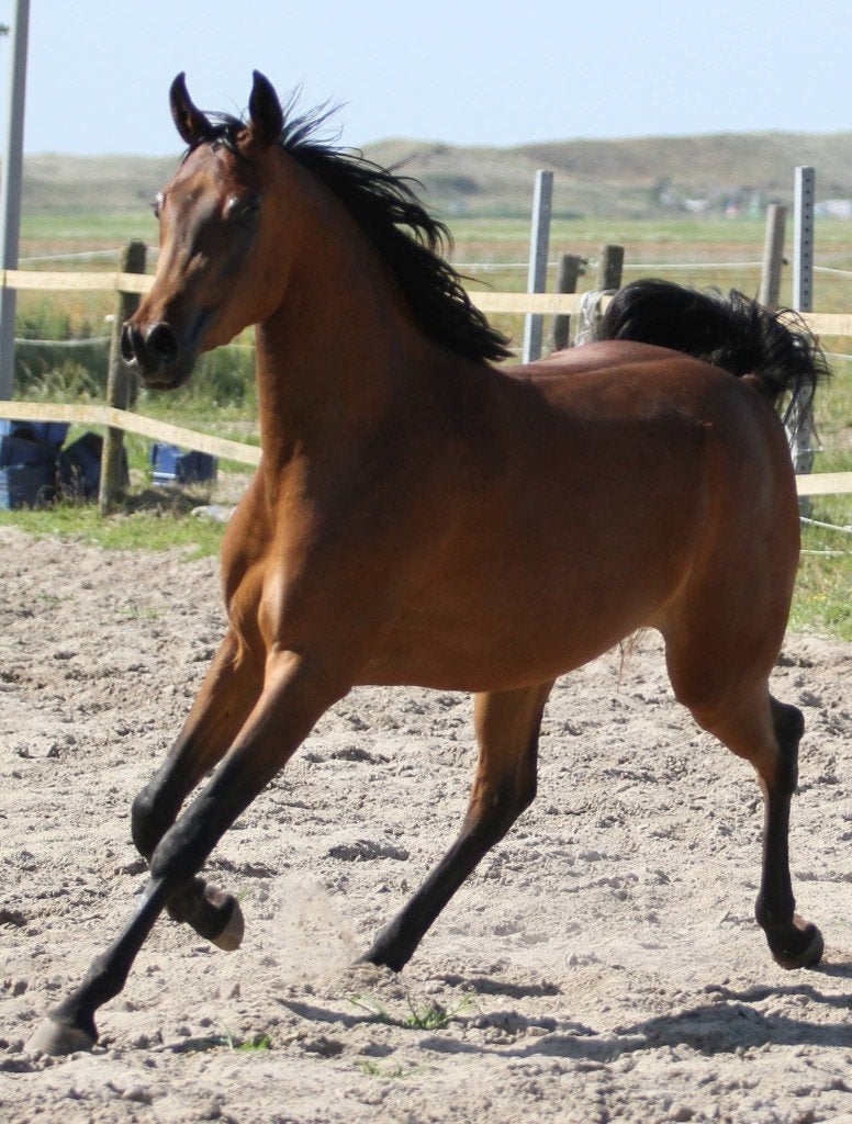 Arabische volbloed merrie, Dieren en Toebehoren, Paarden, Merrie, Minder dan 160 cm, Met stamboom, Dressuurpaard