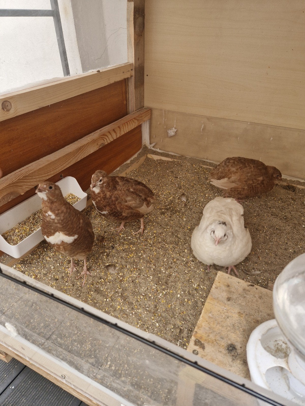 4 kwartelhennen, Dieren en Toebehoren