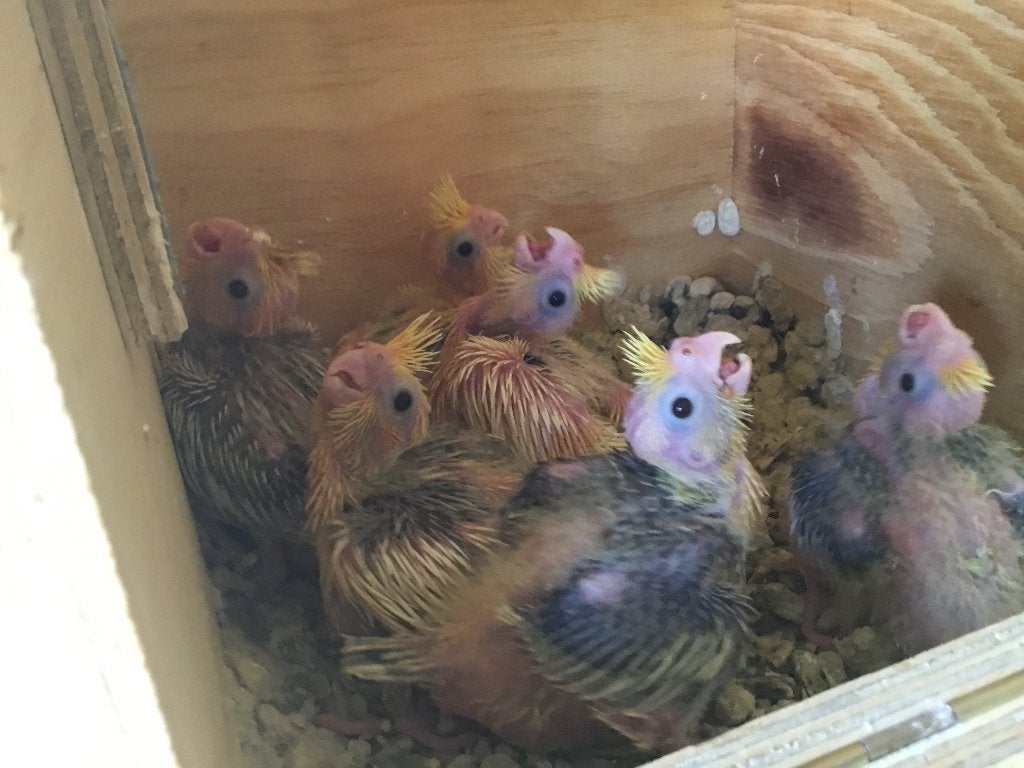 Valkparkieten om verder handtam te maken, Dieren en Toebehoren