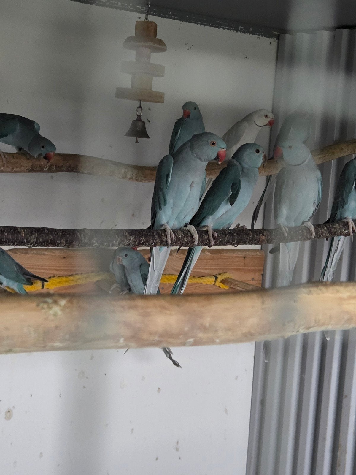 halsbandparkiet, Dieren en Toebehoren