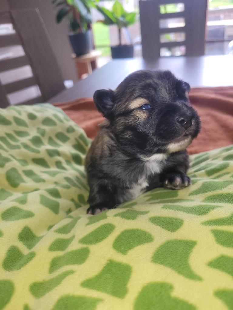 Pups Kleine Keeshondjes, Parvo, België, Particulier, Keeshond