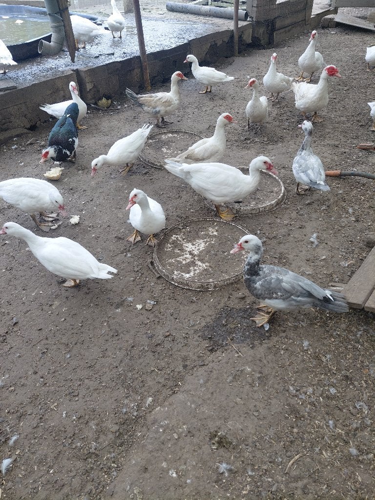Barbarie eenden, Dieren en Toebehoren