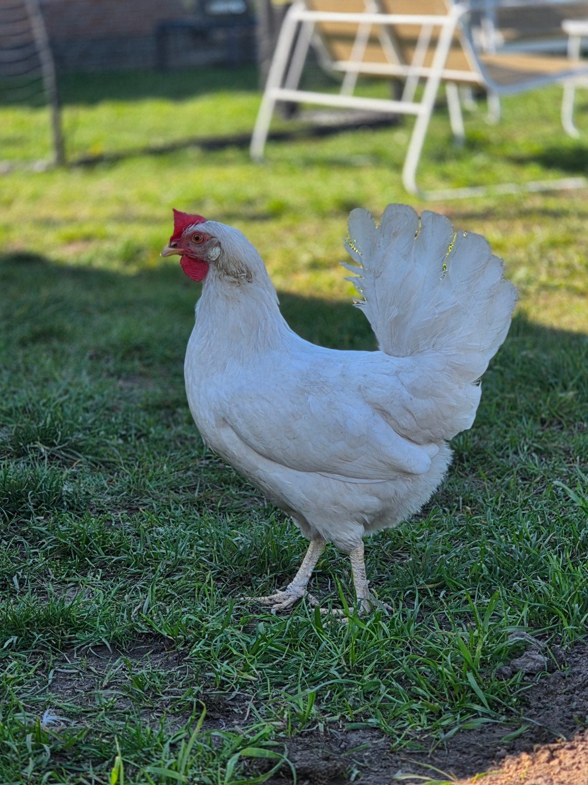 leghorn hen, Dieren en Toebehoren