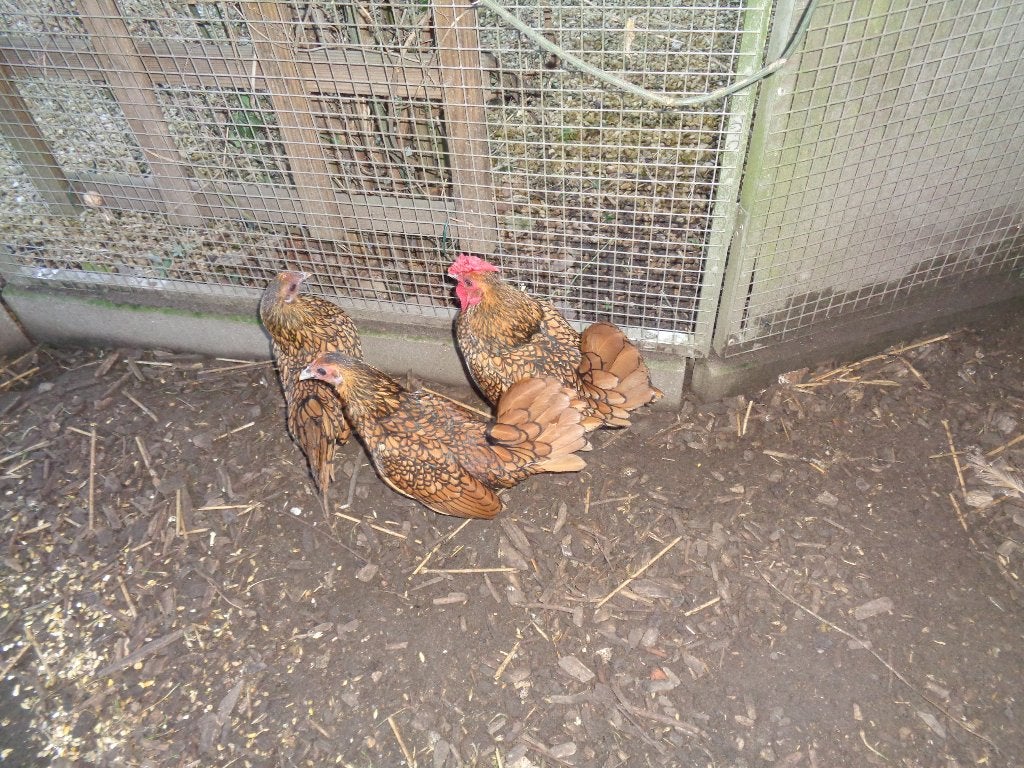 kippen : Sebright, Dieren en Toebehoren, Vrouwelijk, Kip
