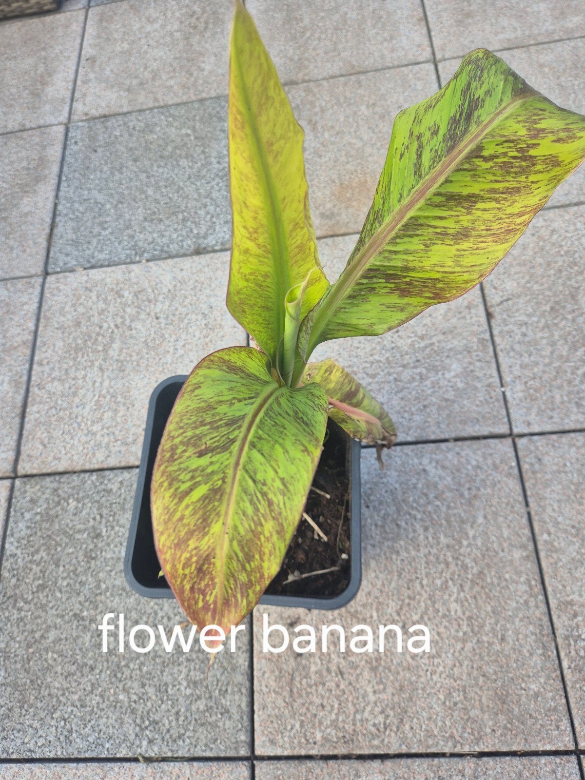 Musa flower banana, Jardin & Terrasse, Enlèvement