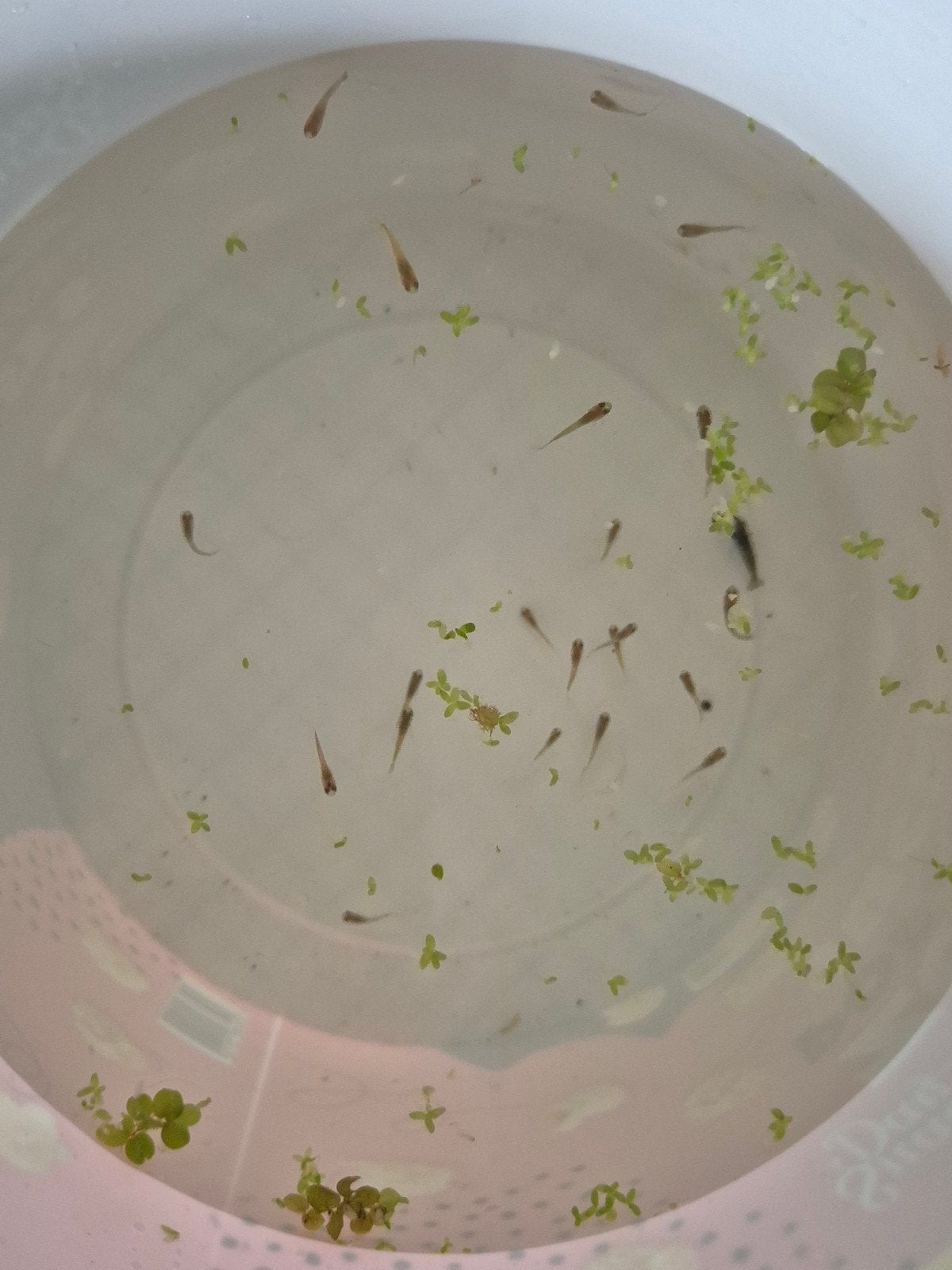 guppy's en garnalen en planten