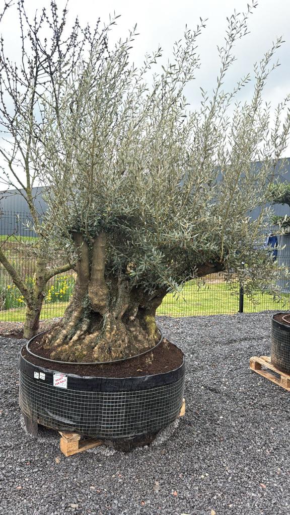 Olijfboom Bonsai, Tuin en Terras, Planten | Bomen, Lente, Olijfboom, 250 tot 400 cm, Ophalen