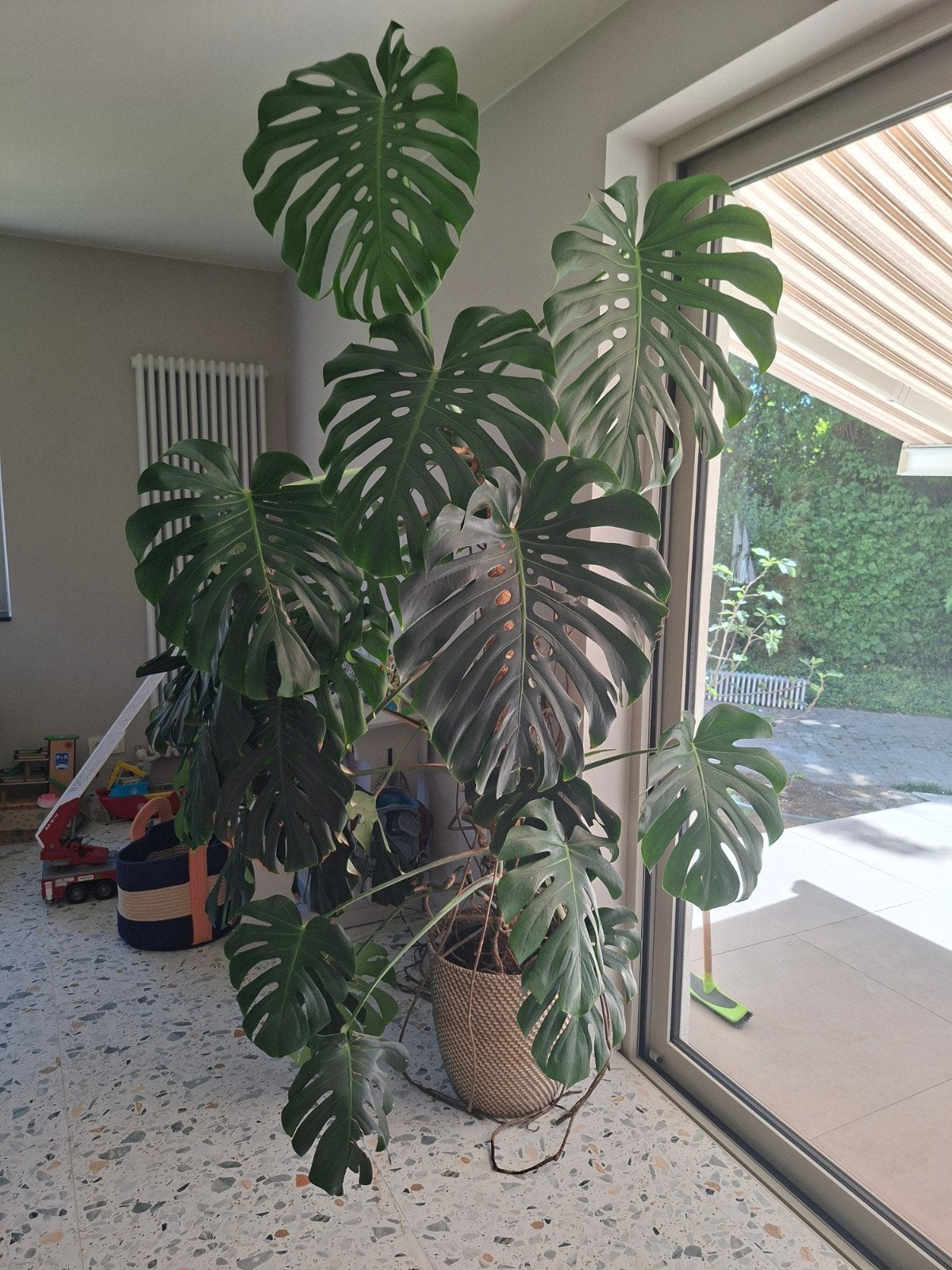 Grote monstera deliciosa plant/ gatenplant, Huis en Inrichting, Ophalen