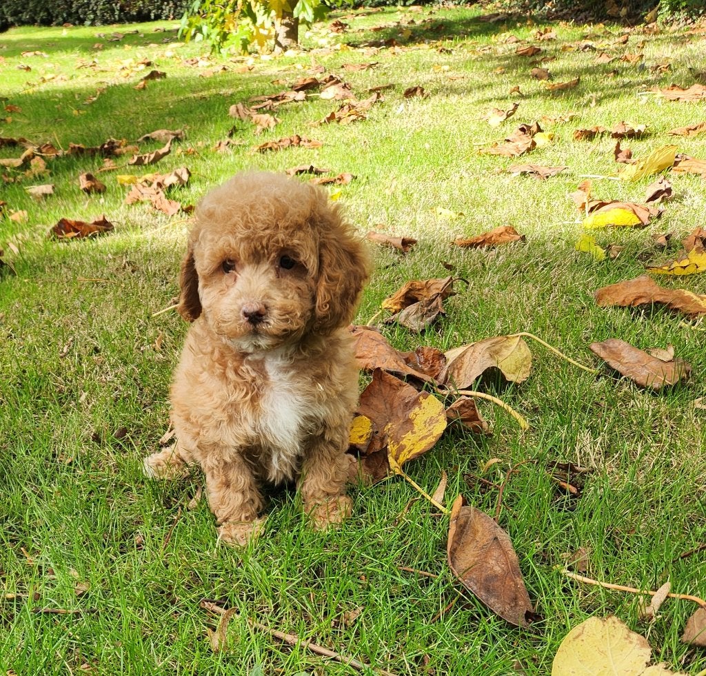 Maltipoo reutje, België, Reu, CDV (hondenziekte), 8 tot 15 weken