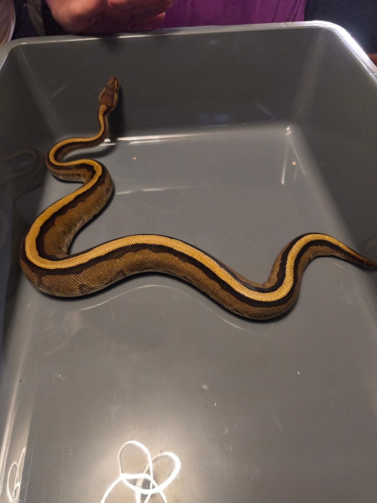 Lot de 3 python regius, Animaux & Accessoires, Reptiles & Amphibiens