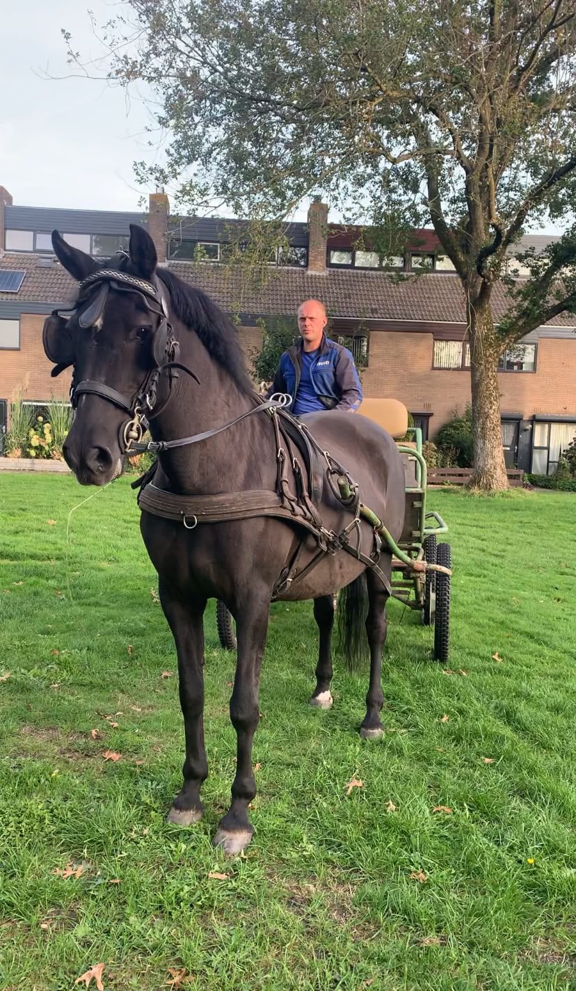 Brave pony, gereden en betuigd, Dieren en Toebehoren, Merrie, Minder dan 160 cm, Gechipt, Zadelmak
