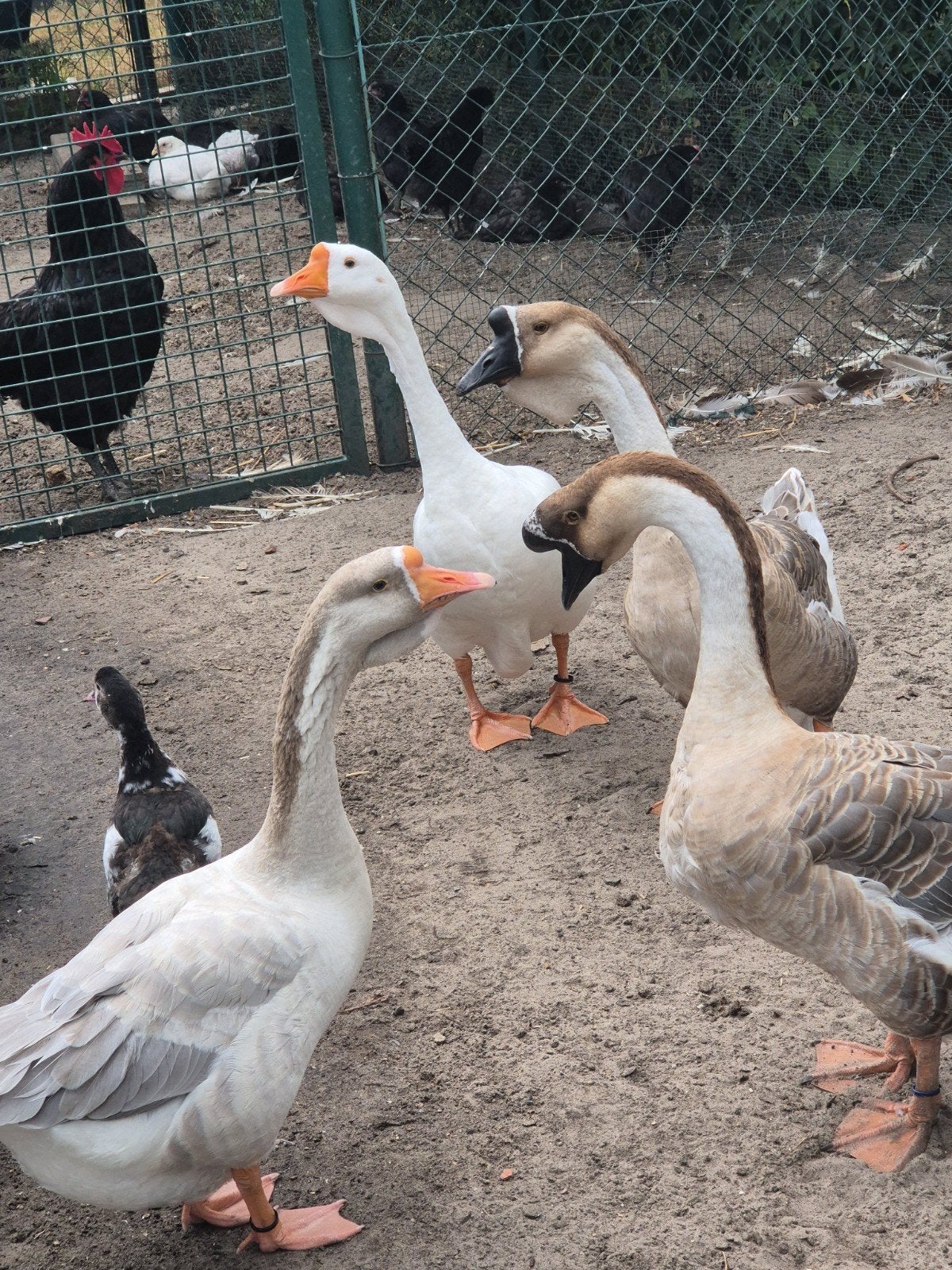 Knobbelganzen en cholmogory, Dieren en Toebehoren, Pluimvee