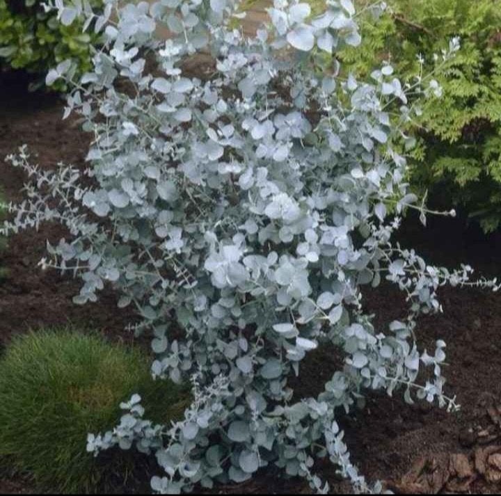 Eucalyptus, Enlèvement