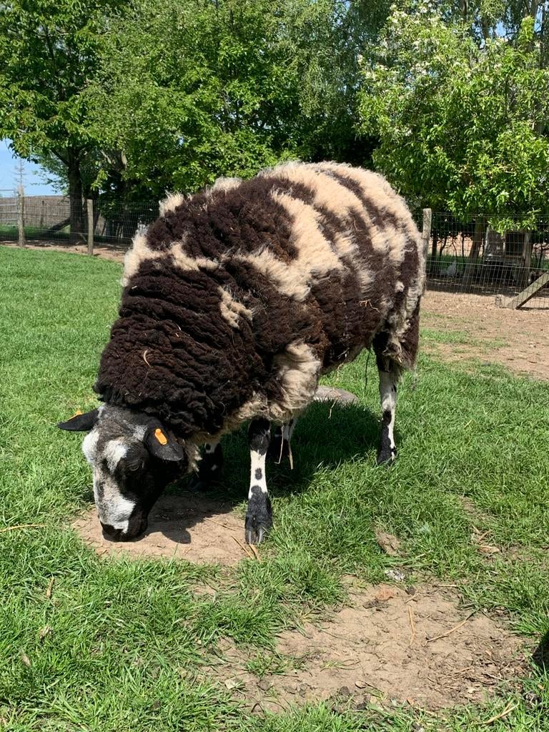 Baggerbont ram bagger bonte, Schaap