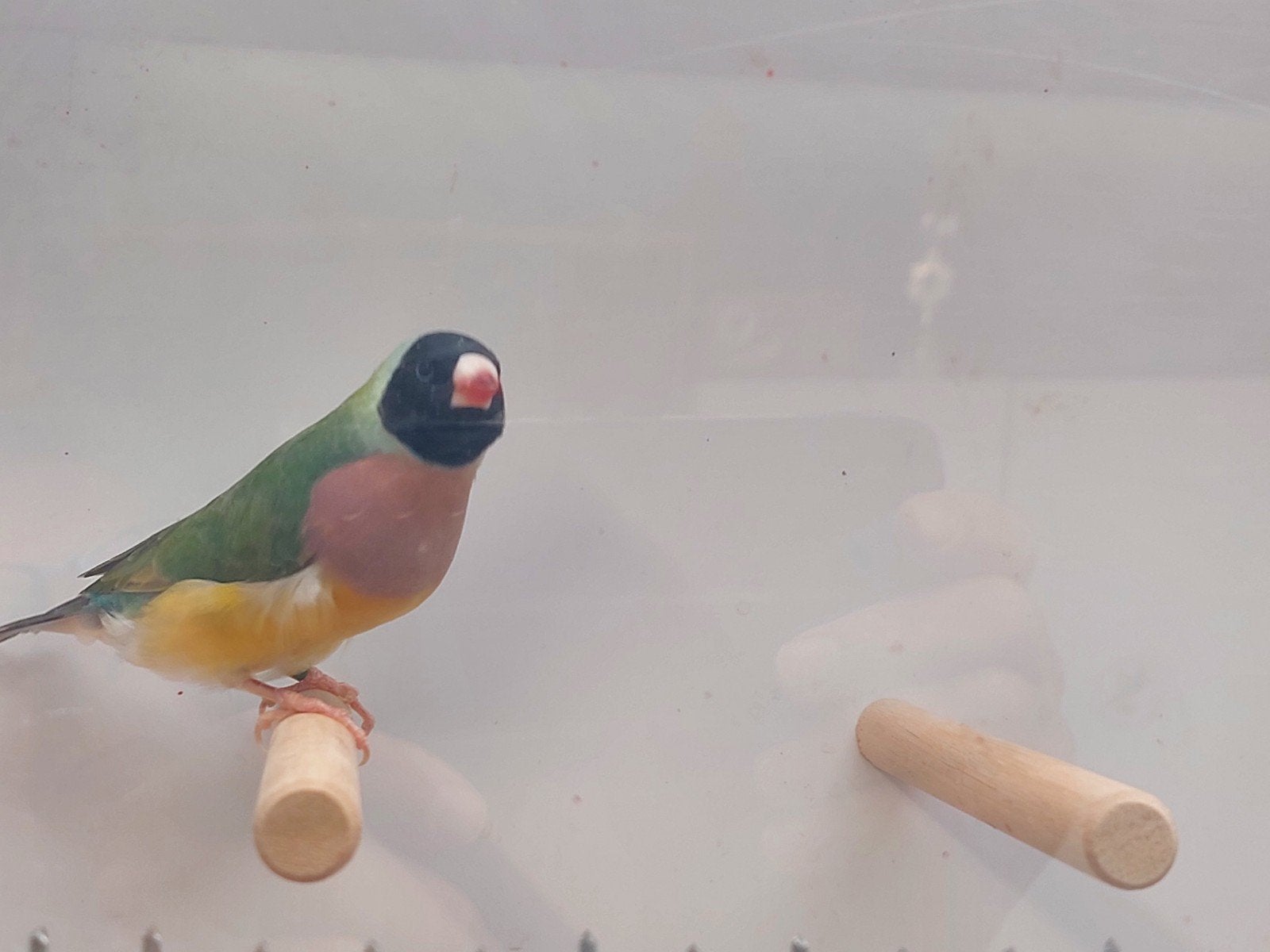Gouldamadinen natuurbroed, Dieren en Toebehoren, Vogels | Overige Vogels, Geringd