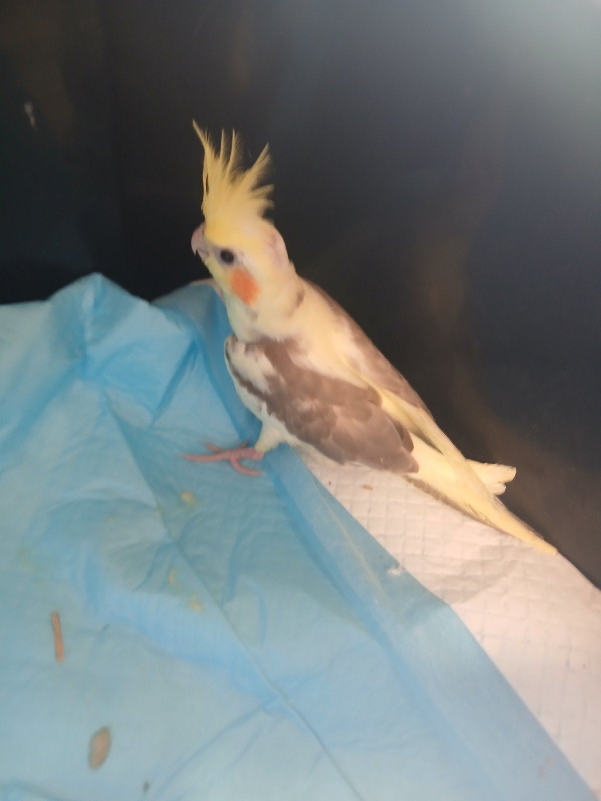 Valkparkiet voor handopfok, Dieren en Toebehoren, Geslacht onbekend, Parkiet, Tam