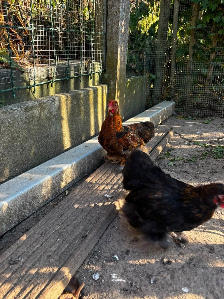 Coq, Animaux & Accessoires, Mâle