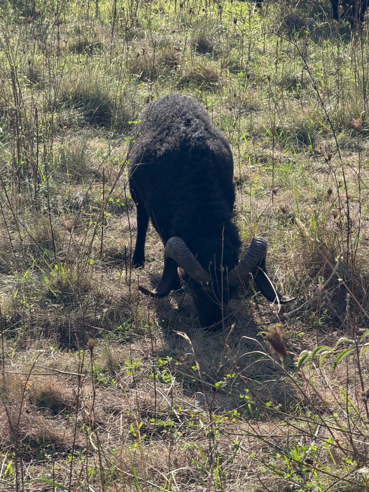 Mouton mâle de 2 ans, Mâle, Mouton, 0 à 2 ans