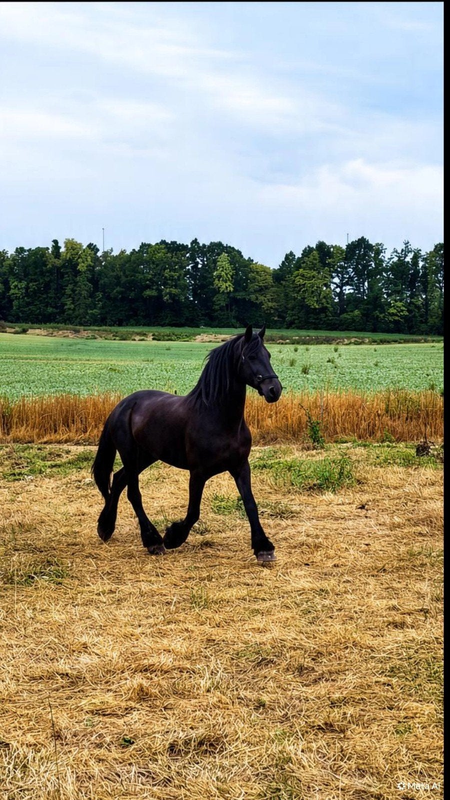 jument frisonne, Avec puce électronique, 11 ans ou plus, 160 à 165 cm, Non dressé