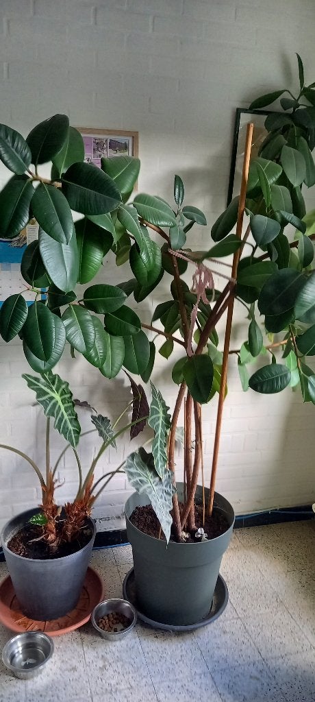 hoge planten, Ophalen
