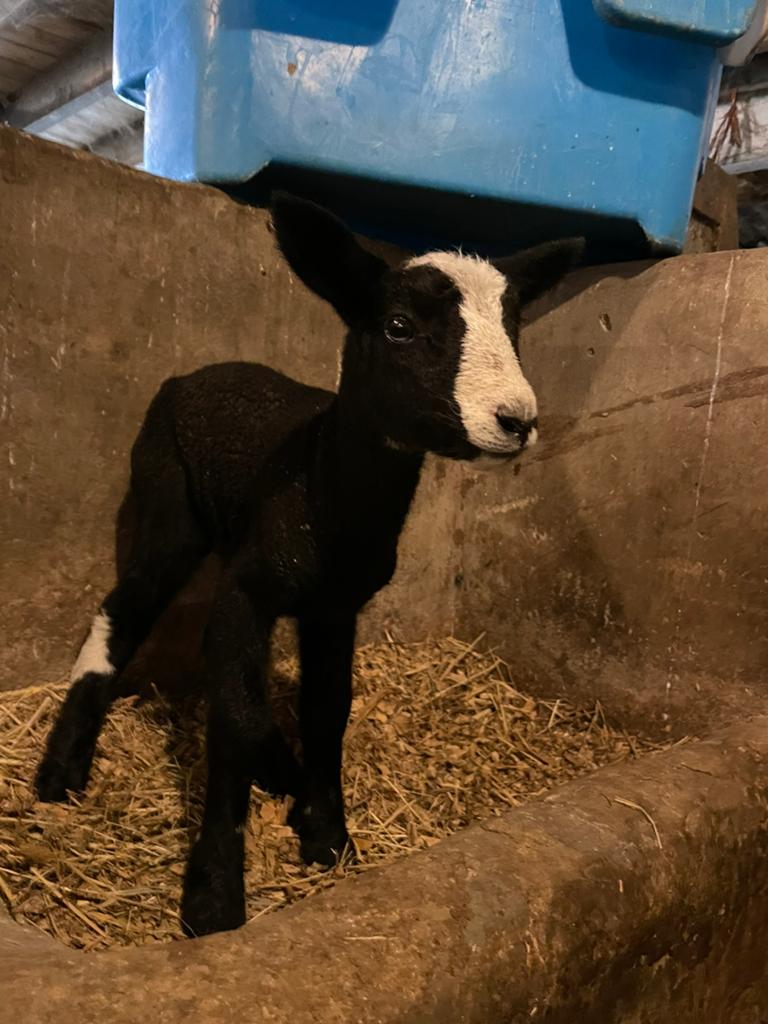 Heel tam papfles lammetje, Dieren en Toebehoren, Schapen, Geiten en Varkens