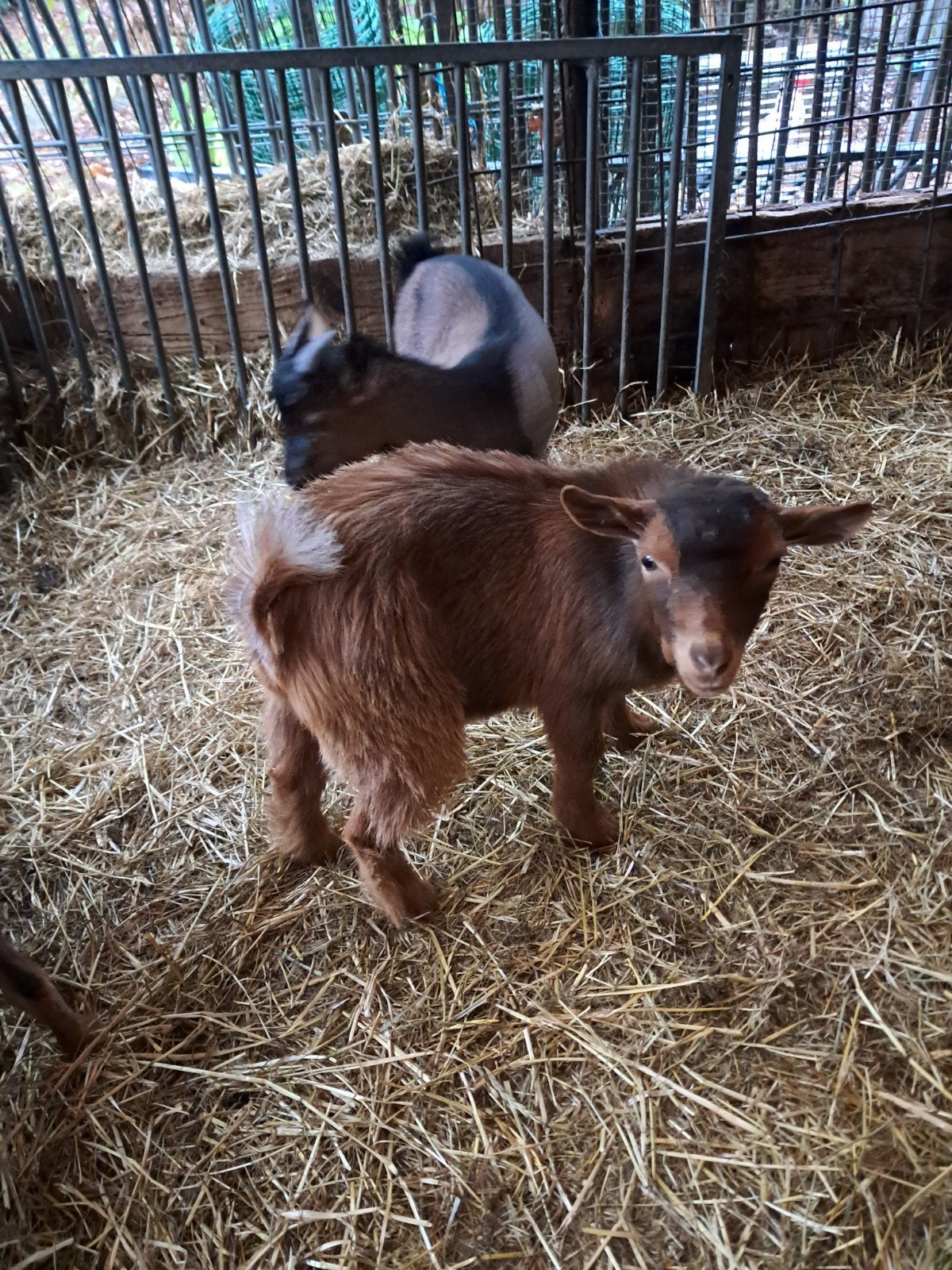 dwerggeitjes, Dieren en Toebehoren