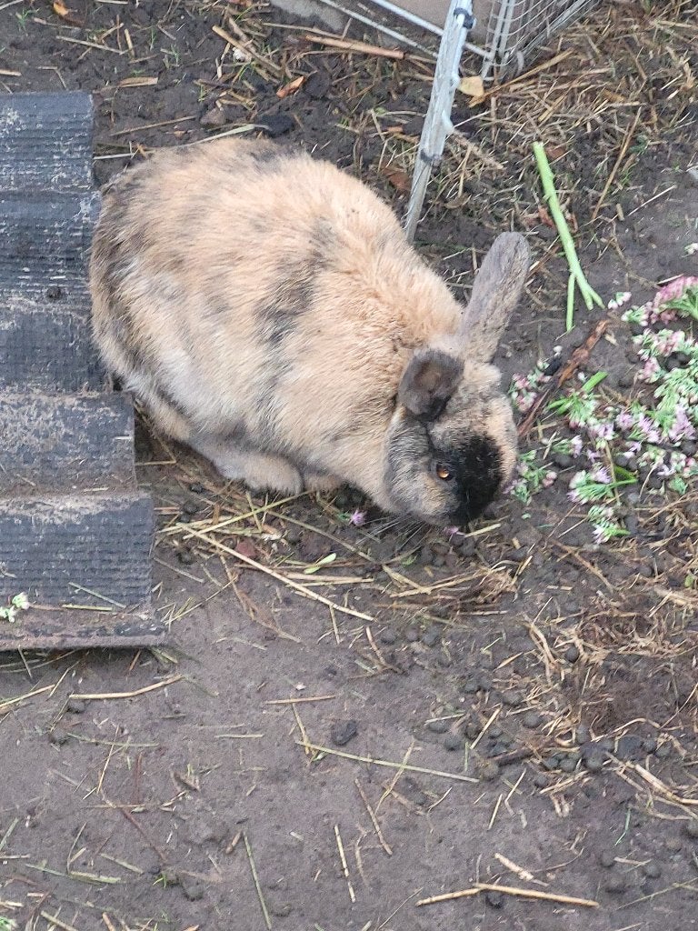 Konijn, Dieren en Toebehoren, Konijnen, Vrouwelijk, Middelgroot