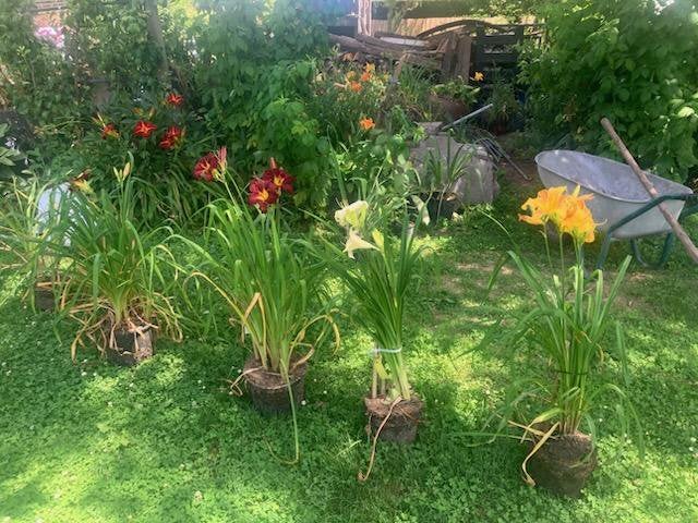 Hémérocalles, Jardin & Terrasse, Plantes | Jardin, Autres espèces, Annuelle, Plein soleil, Été