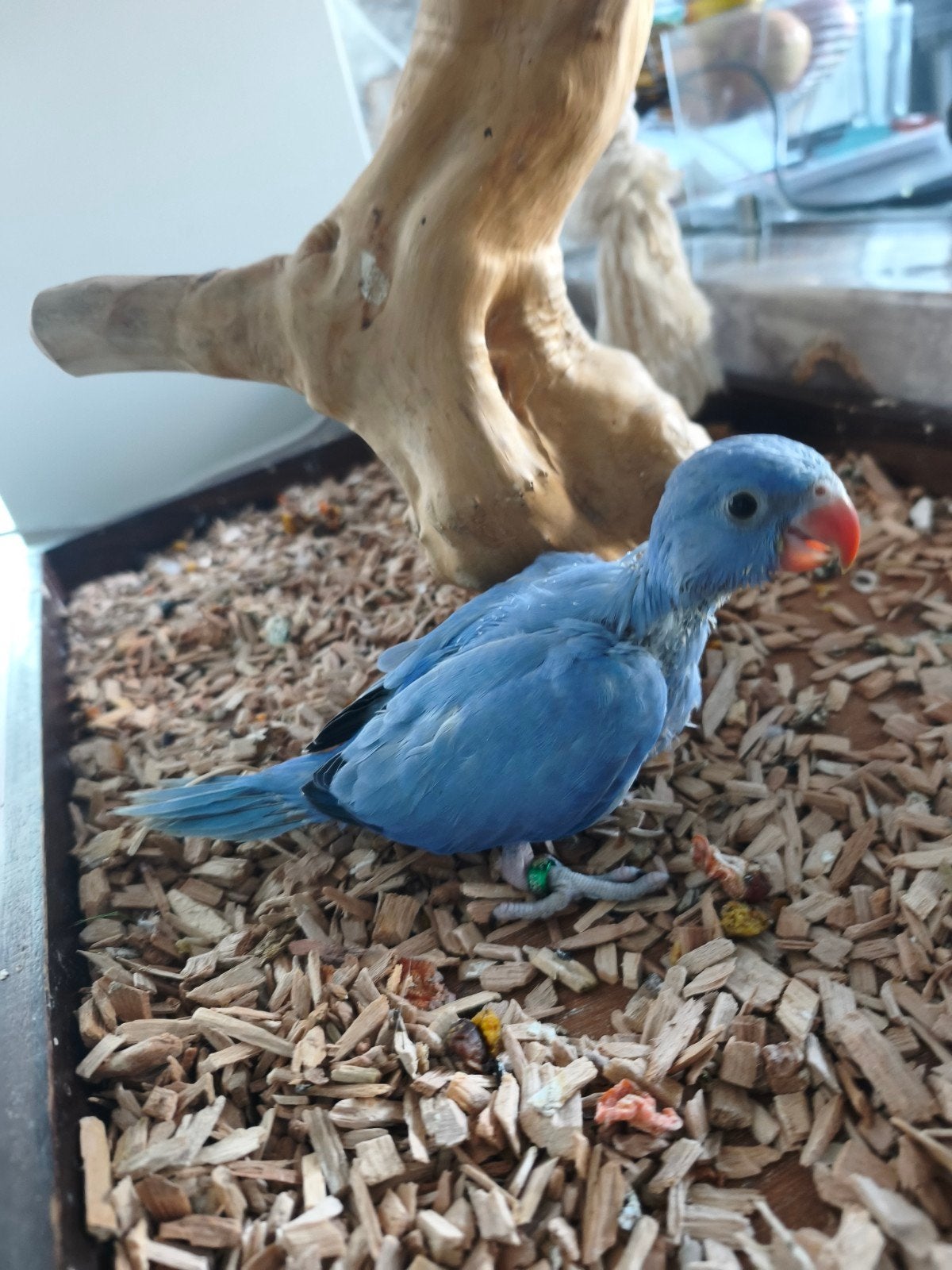 Perruche a collier, Animaux & Accessoires