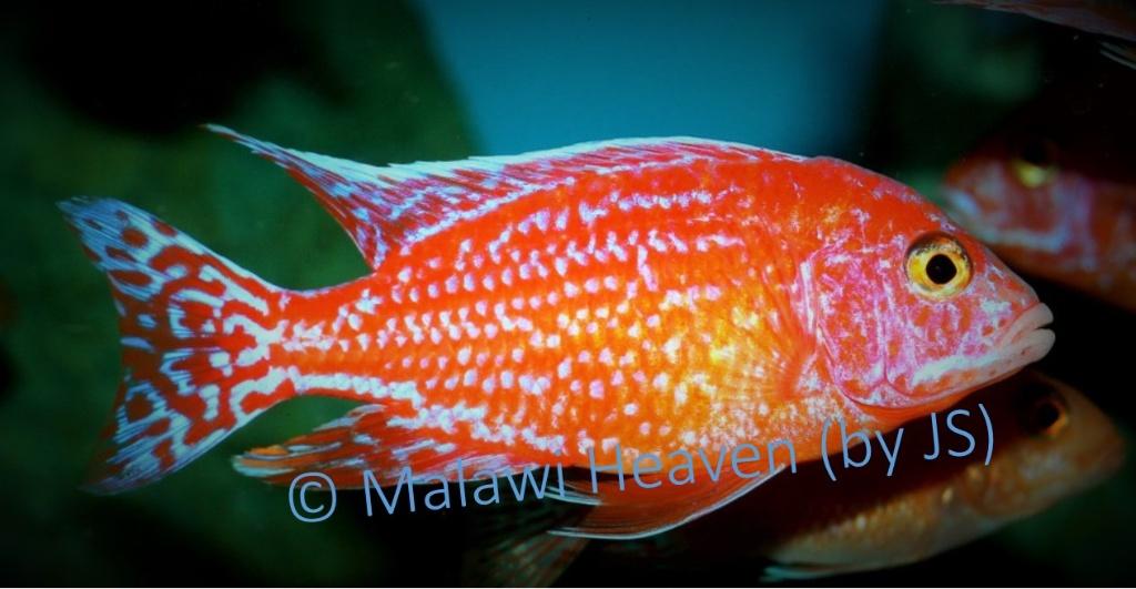 Aulonocara Fire Fisch - Malawi cichliden, Poisson, Poisson d'eau douce, Banc de poissons