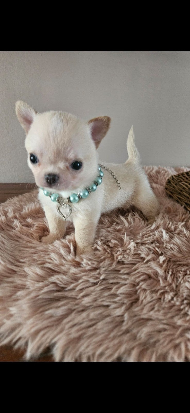chihuahua reutje, Dieren en Toebehoren, Honden | Chihuahua's en Gezelschapshonden, België, Fokker | Hobbymatig, 8 tot 15 weken
